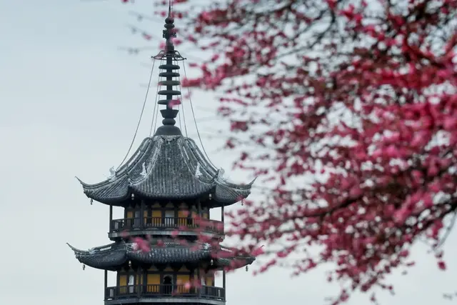 毗邻南浔乌镇! 烟雨的震泽: 百年古红梅与江南的诗意栖居