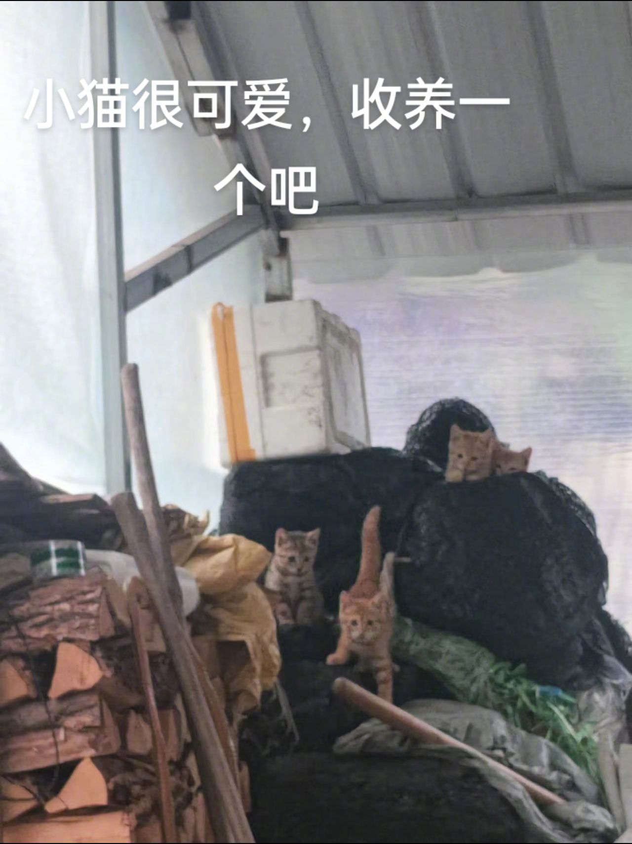 网友分享：收养个流浪猫，没想到捅了猫窝啦，小猫很可爱，喜欢就收养一只吧