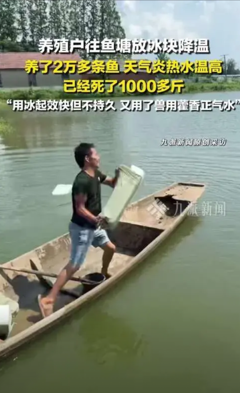 近日持续高温，江苏一男子为给鱼塘降温，竟开货车运来数吨冰块投入塘中。冰块入水后