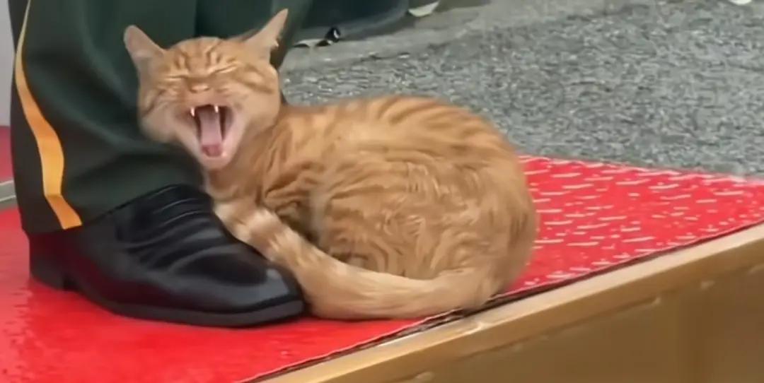 近日，北京市天安门广场一只橘猫懒洋洋地睡在站岗的武警官兵脚旁，相关视频在社交网络
