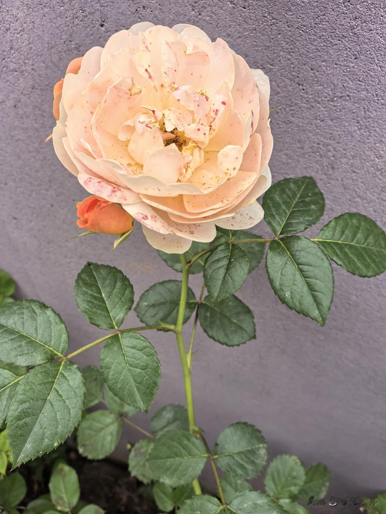 王叉叉打电话问我，单位上某某周六过大生，请我没有，我摇头，回答说，没有。王花花说