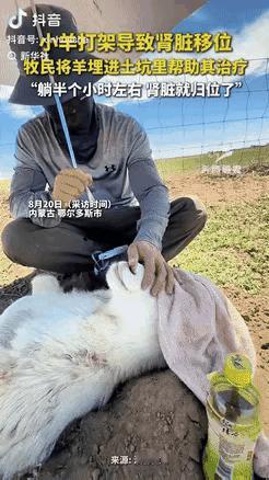内蒙古的一位牧民遇到了件棘手事：他家两只小羊打架时，其中一只被顶伤了。眼看着这只