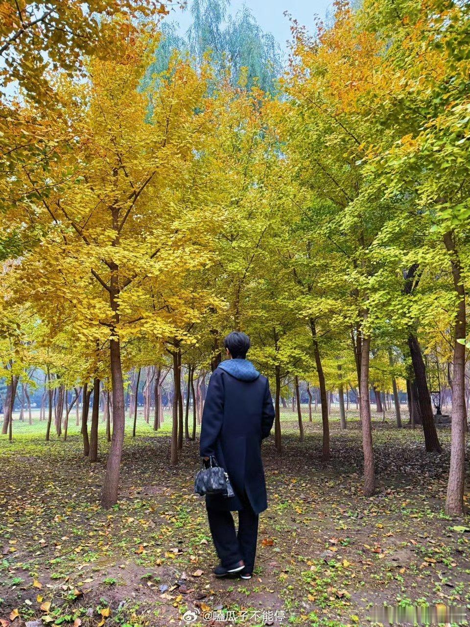 张凌赫枫叶🍁营业简直是拍了组大片吧！张凌赫站在那里分分钟出片