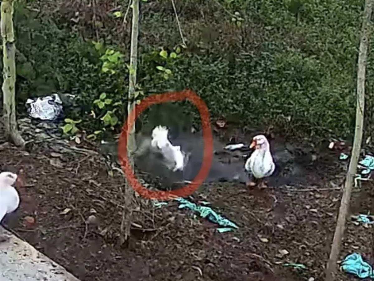 全网追更的“大鹅抽水追凶案”终于迎来最新进展！河南信阳鹅主人曹宝耗时两天抽干水塘
