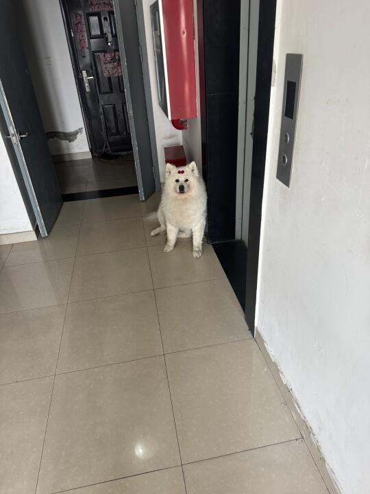 人 你这几天加班太晚了 咪不开心