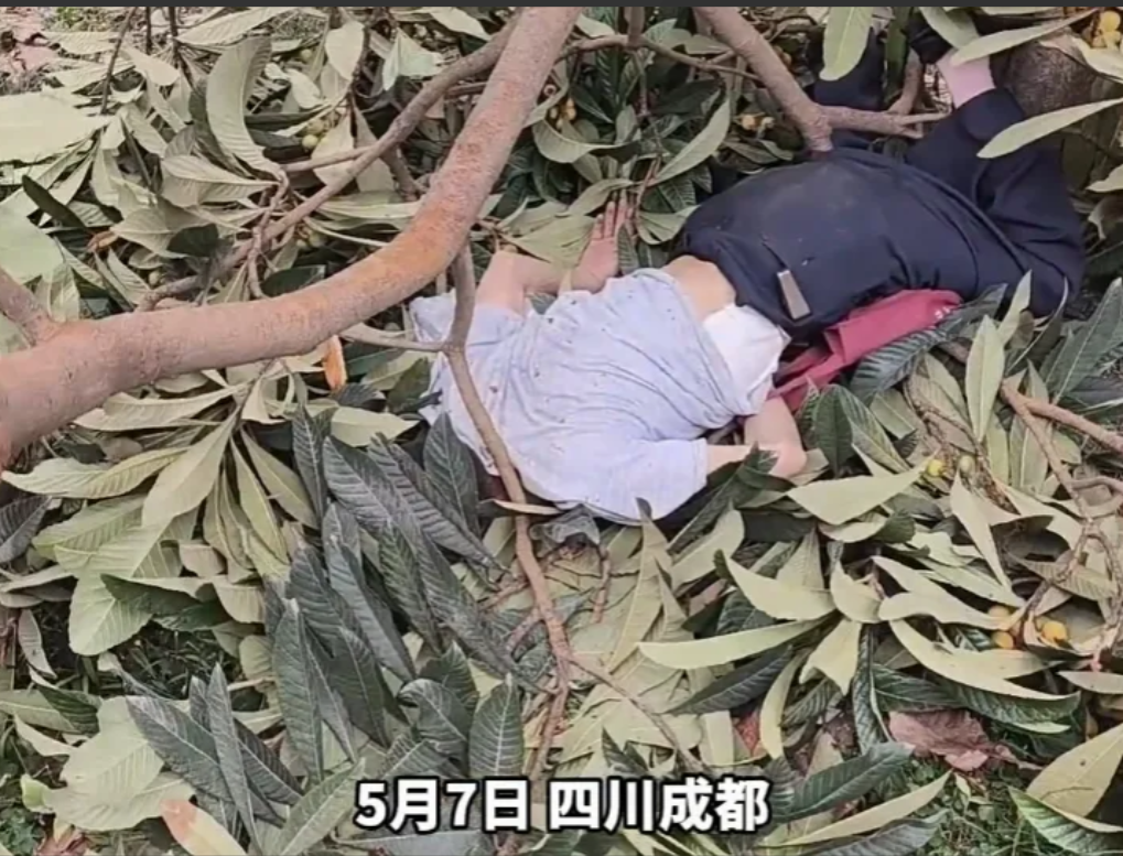 近日四川成都，一40岁男子走在路边，看到一棵枇杷树上长满了枇杷，爱吃枇杷的他直接
