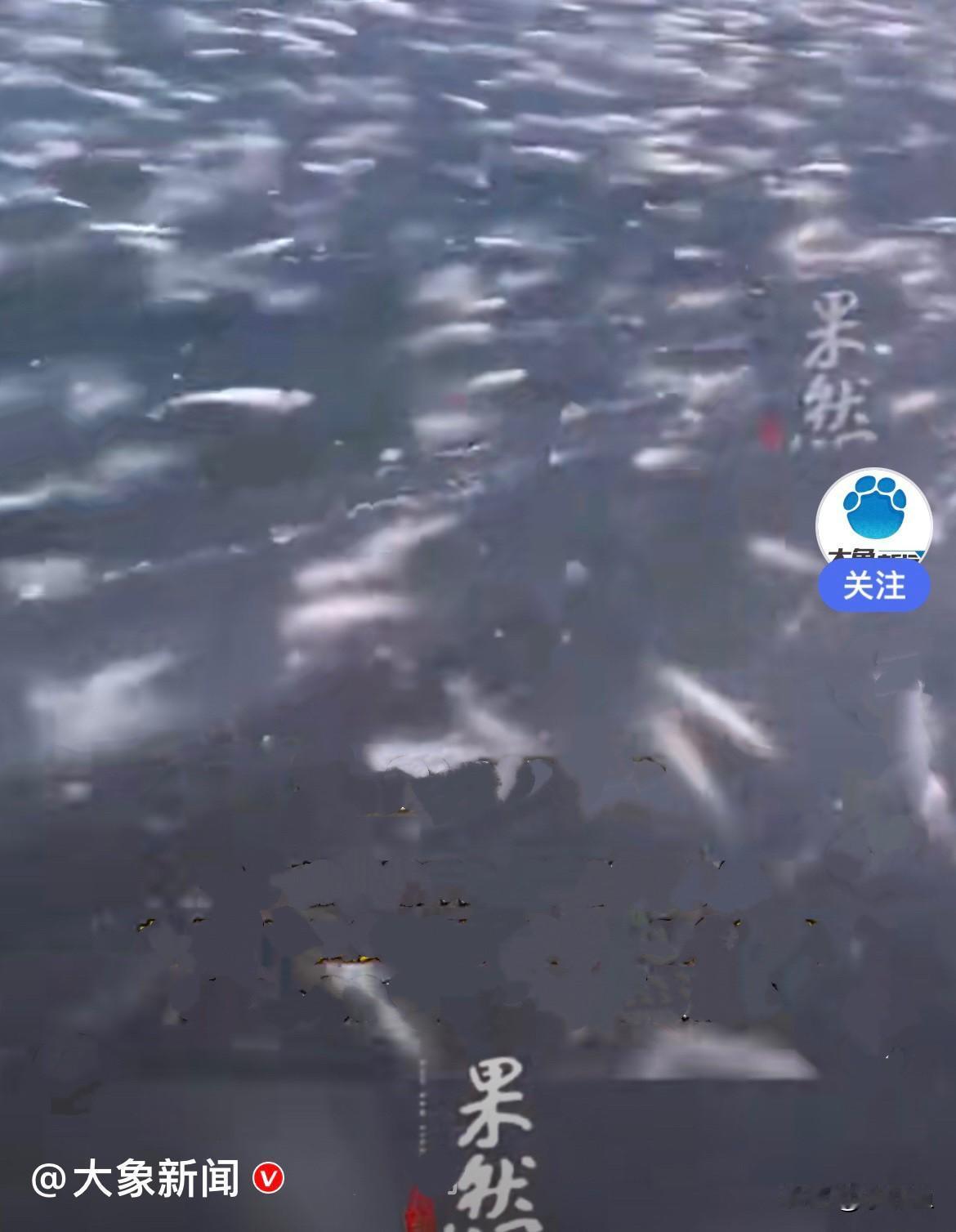 近日，进入四九气温骤降，天津一海滨公园海水结冰，冰面上白花花的，全是梭鱼被冻住了