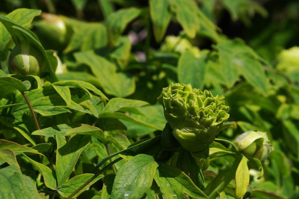 《景山牡丹花正艳》2026年4月21日，景山公园的牡丹花大面积盛开，迎来了最佳