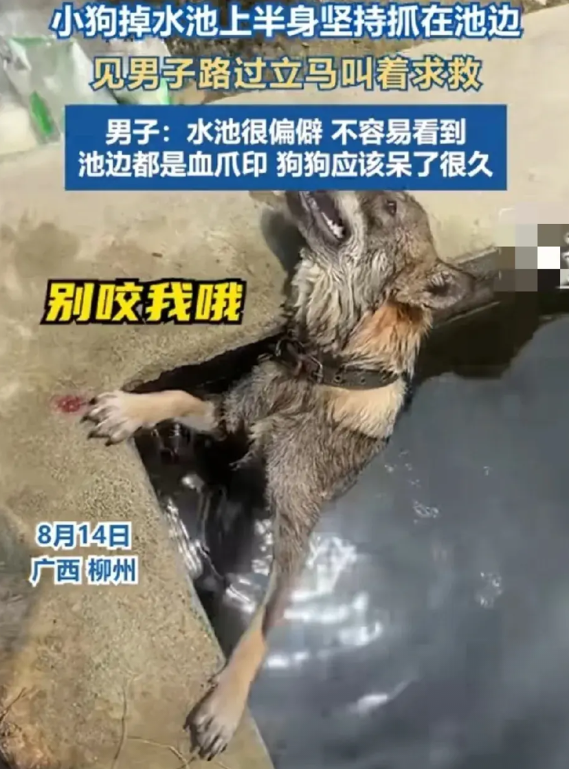 8月14日，广西柳州。男子骑电动车行驶在偏僻的路上，忽然听到了“呜呜呜”的狗狗