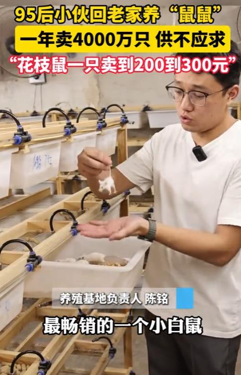 “这简直是捡钱啊！”8月27日，浙江湖州，一名95后小伙子回乡养鼠，一年能卖出去