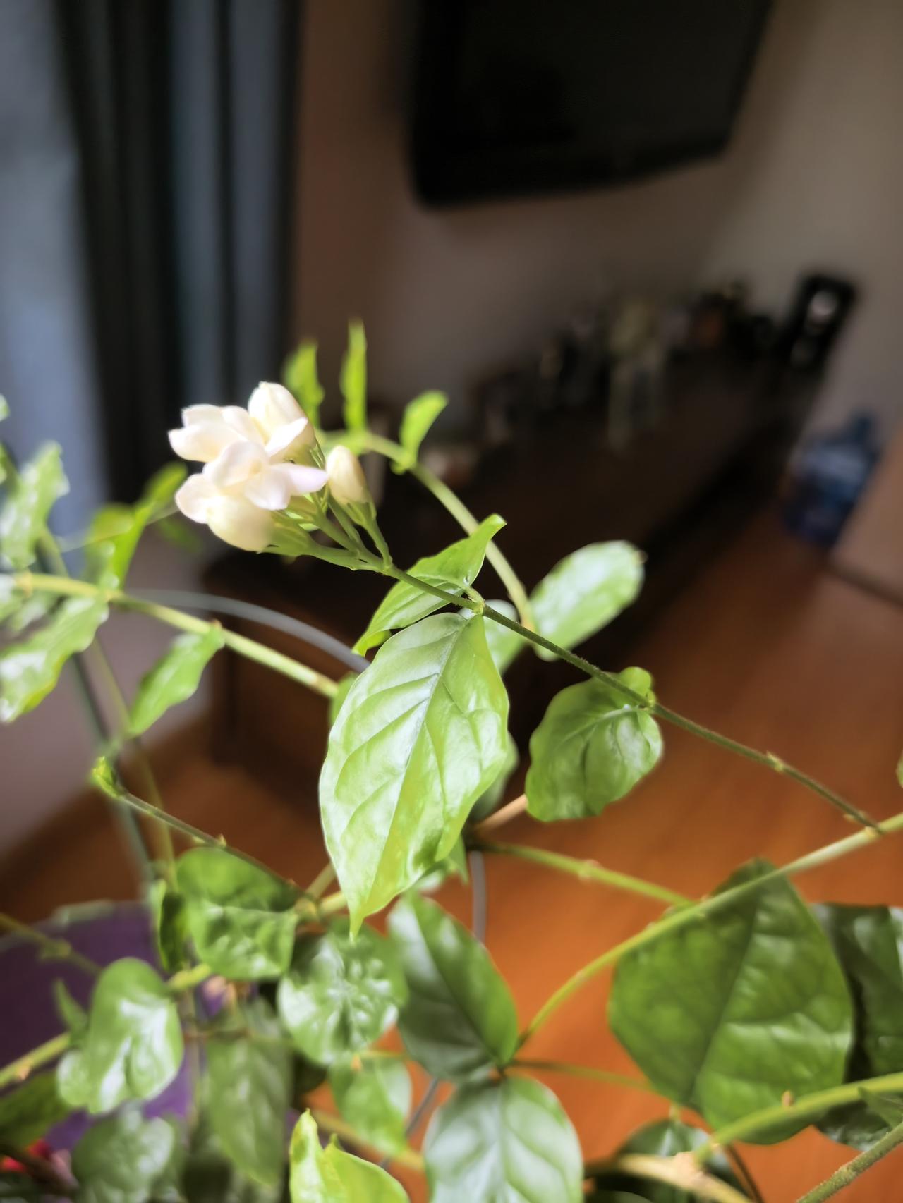 我家的茉莉花开了，虽然谈不上爆盆，但至少是我养花几年来第一次有这么多花苞，尤其是