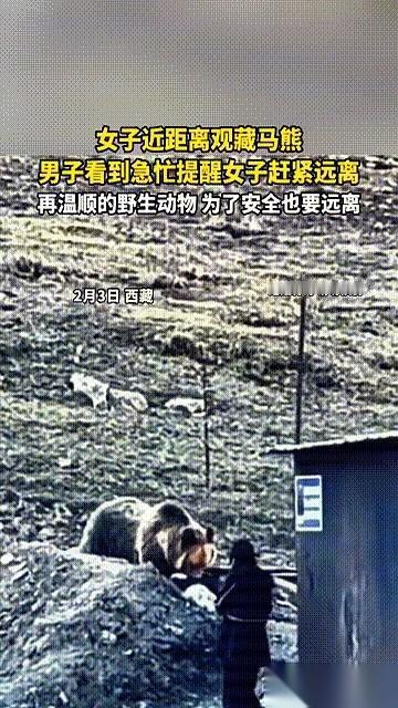西藏一个大哥，手举着手机，估计大气都不敢喘。镜头里，一个女人，离一头野生藏马熊