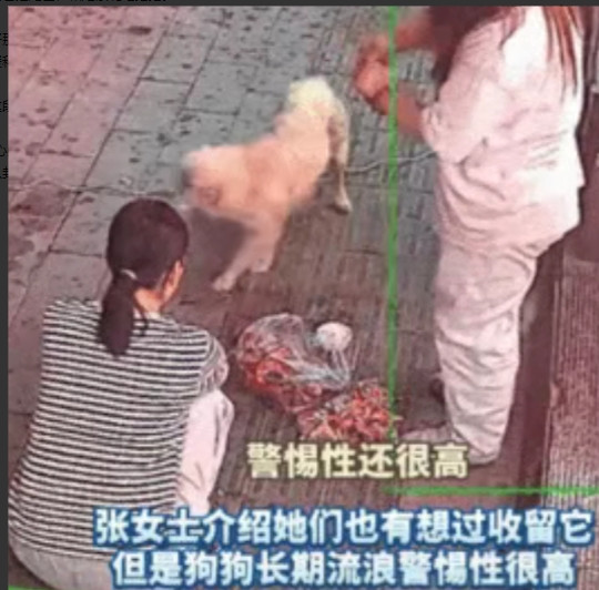 太通人性了！长春，烧烤店老板娘多次投喂流浪狗，没想到，流浪狗竟每天趁她收摊后，又