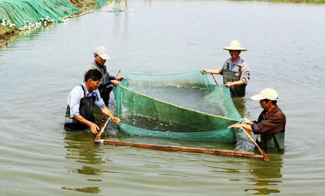 养殖虾都是吃抗生素、激素长大的? 到底能不能吃? 了解一下