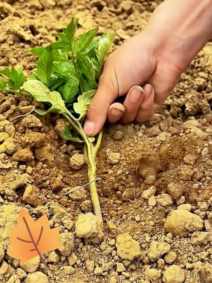 现在网上种菜的土专家真的太多了，不知道哪个是真的？哪个是假的？哪个说的对？哪个是