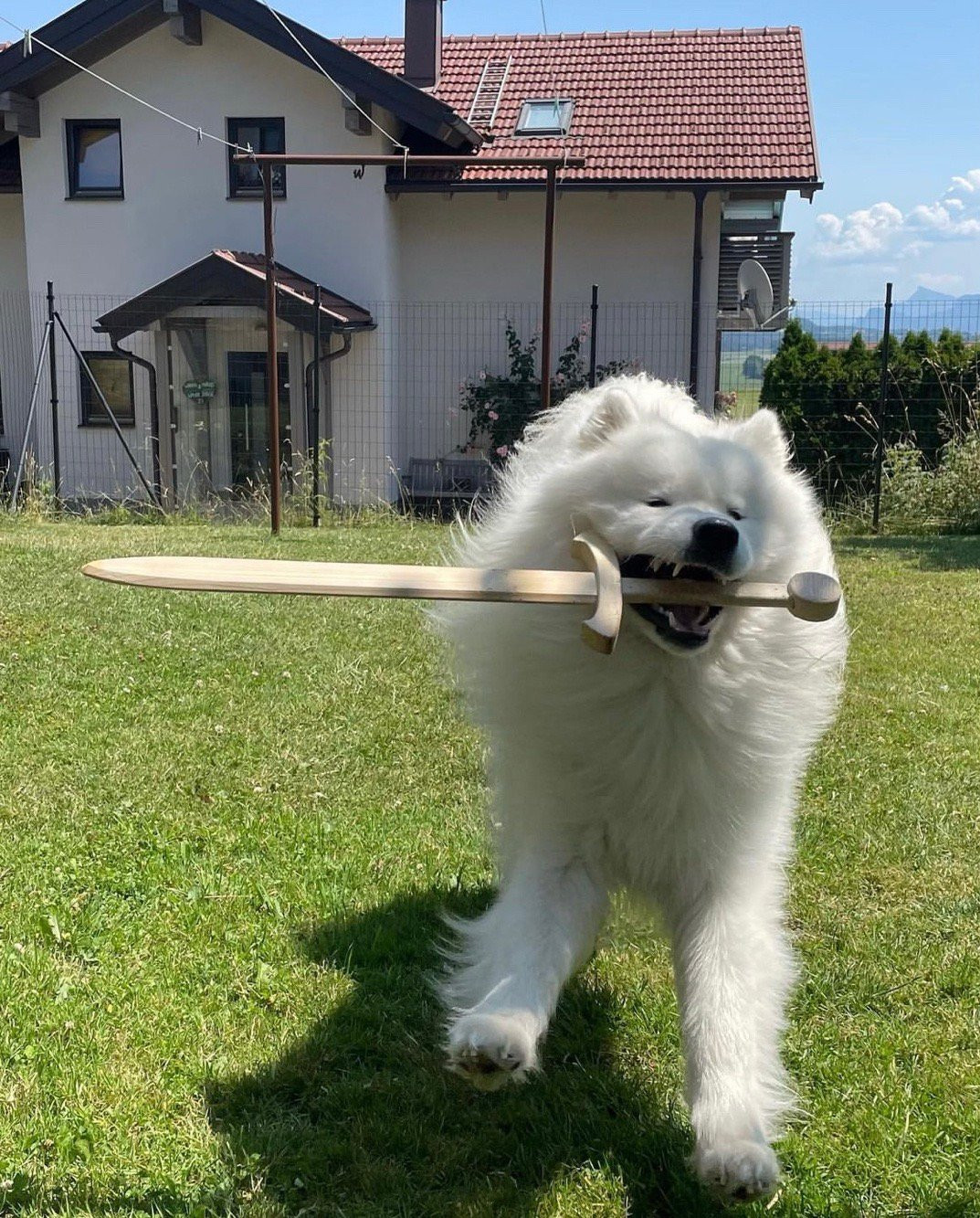 萨摩耶：这次漫展我要cos宝可梦的苍响！​​​