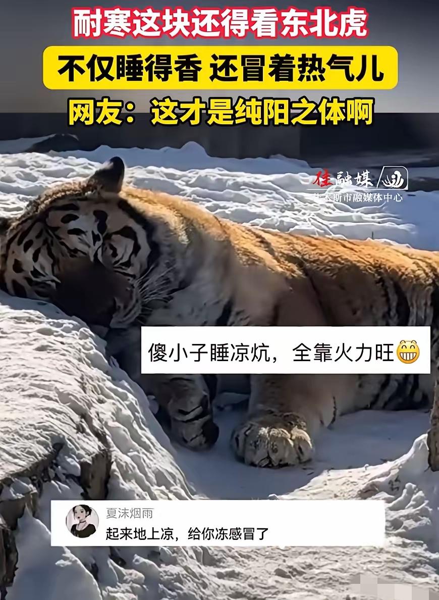 果然是纯阳肢体！黑龙江牡丹江，一女子去动物园看东北虎，刚好发现有一只在睡觉，有意
