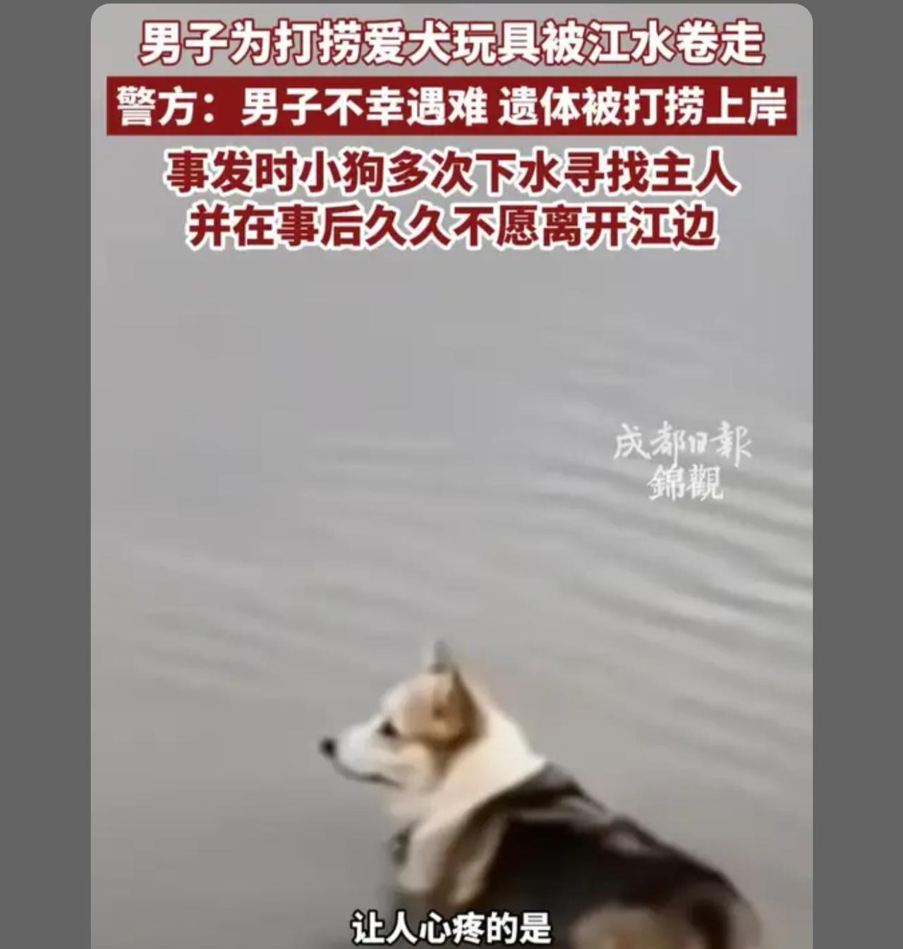 他一定很爱自己的狗狗,连狗狗的玩具掉了都要去打捞,怕它没有玩具玩儿,狗狗也很爱主