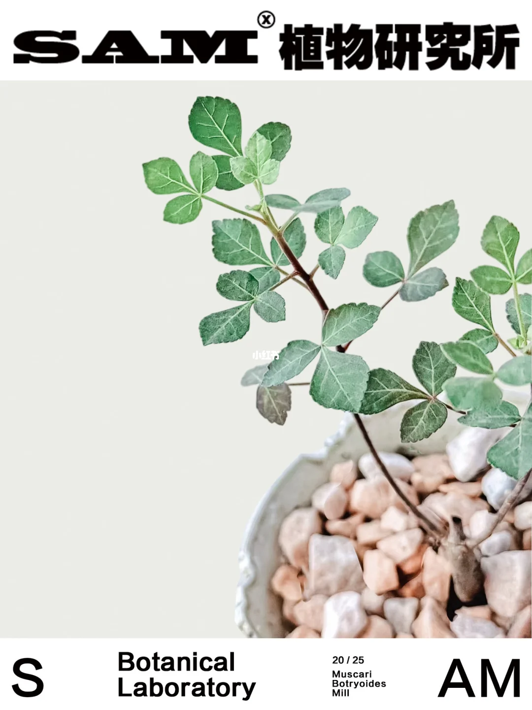 索马里银叶没药橄榄｜Commiphora Ertherina