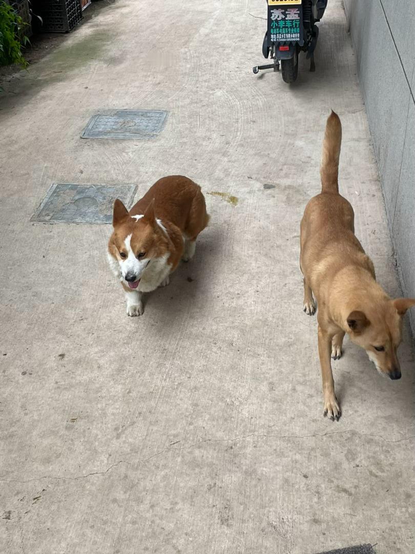 小短腿又来追俺们丫头了腿短的要史，谁看得上他。听我外公说赖在家里三天没走了