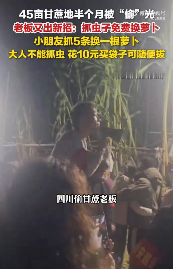 太有头脑了！四川一老板搞“偷甘蔗”活动，45亩甘蔗地半个月被偷光，他看到有利可图