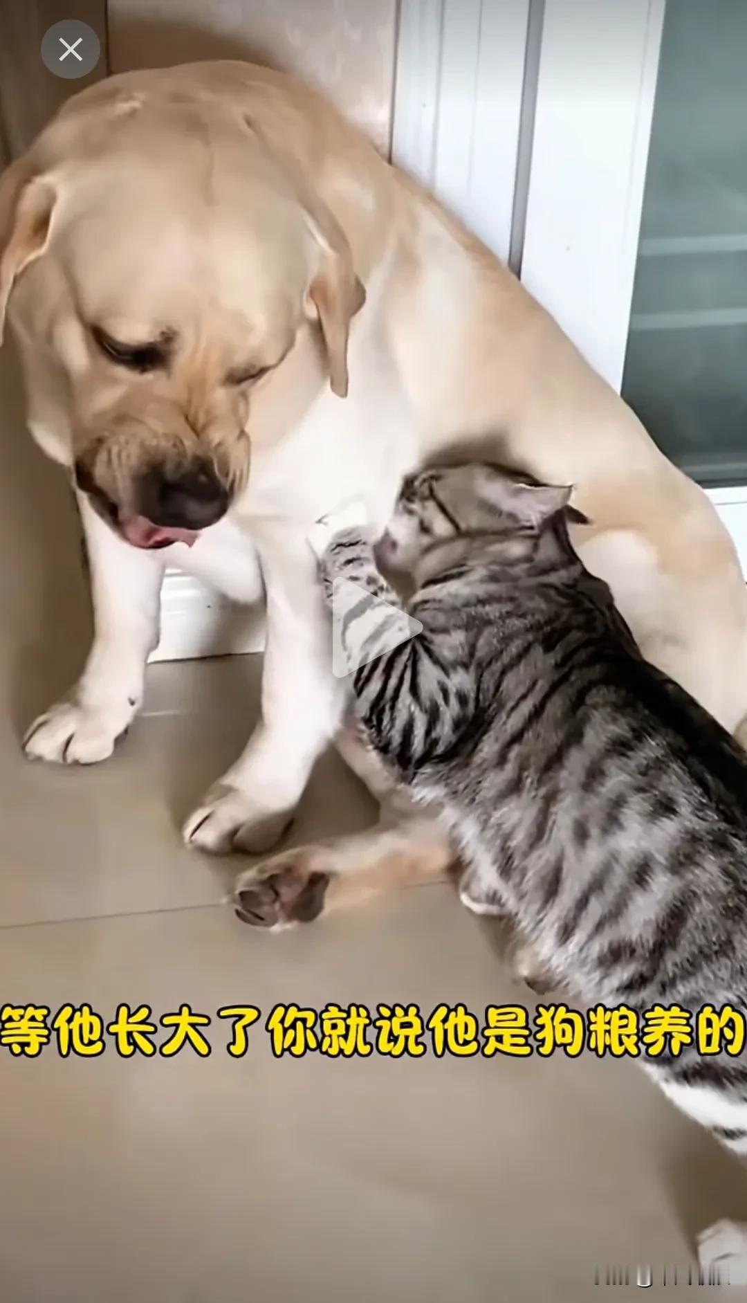 猫咪老是去吃狗狗的奶，狗狗便向女主人告状，期望得到主人的评判。然而主人却说，它要