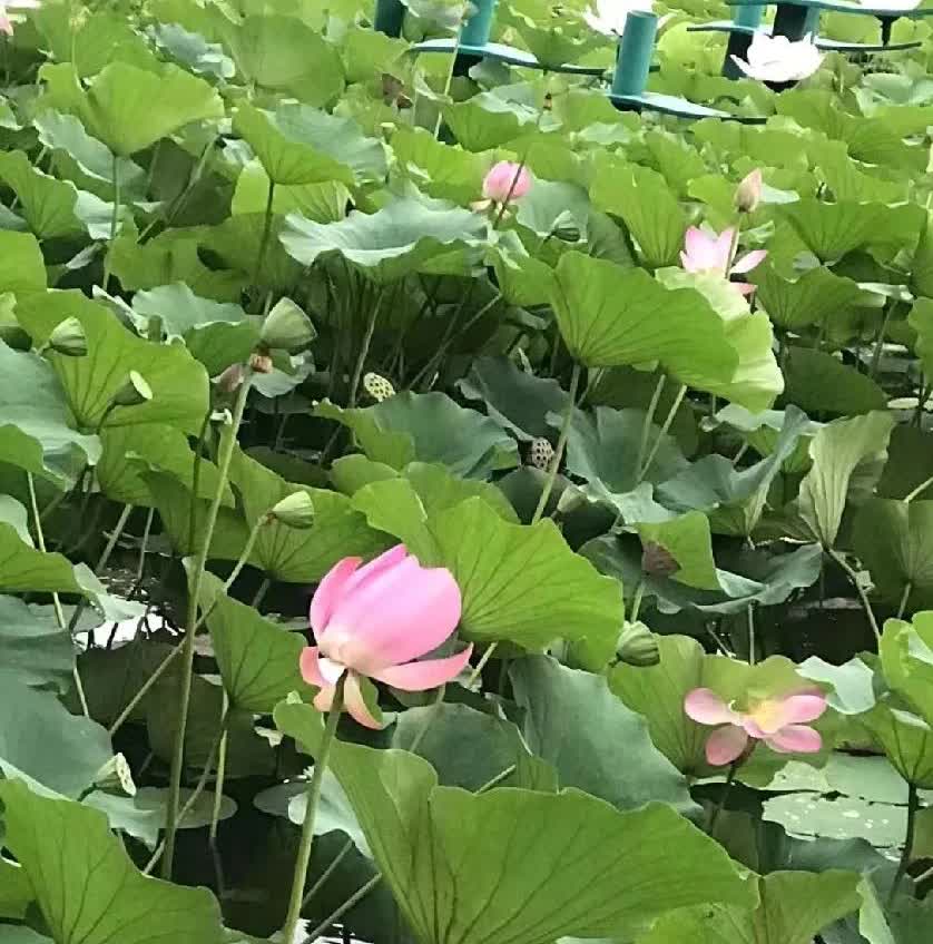 考驾照真的难吗？我学驾照是因为老婆学了，我就不想学了，结果，她不敢开，我说那