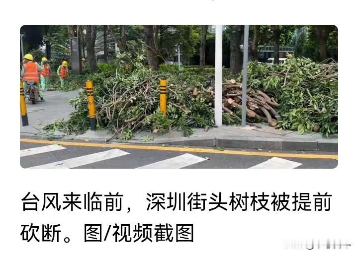 阳江损毁53000多棵绿化树木，反衬出“深圳速度”！而阳江又要开始大量采购种植绿