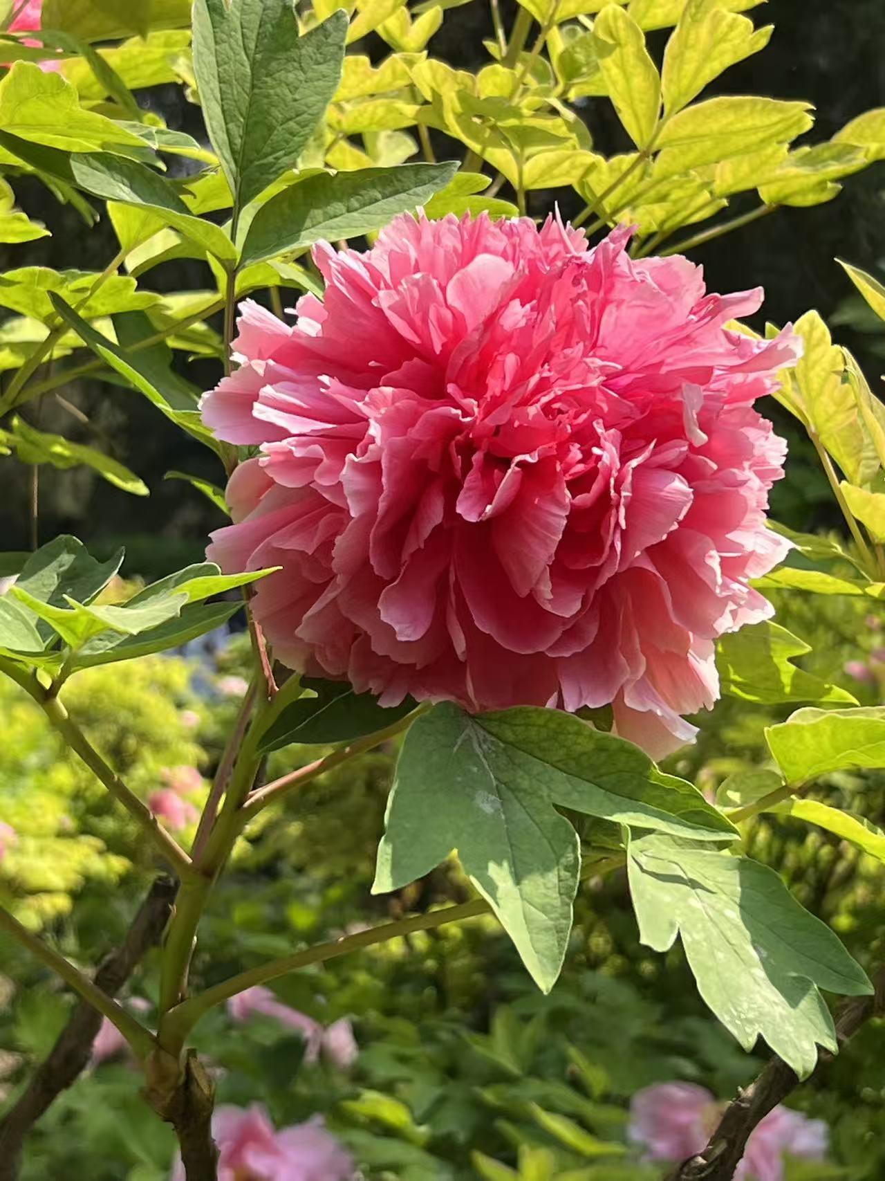 说到漂亮的花朵，我可有不少私藏。像朱顶红就美得很，它有百合花之姿、君子兰之美，还