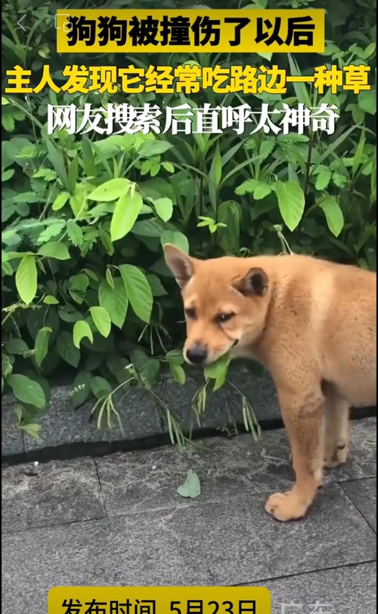 狗狗被撞伤了以后发现它经常吃路边一种草网友搜索后直呼太神奇