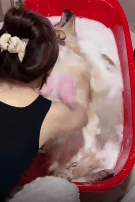 女子在家给狗子洗澡。洗到一半时，发现狗子躺在盆里没了动静。女子以为没气了，吓得她