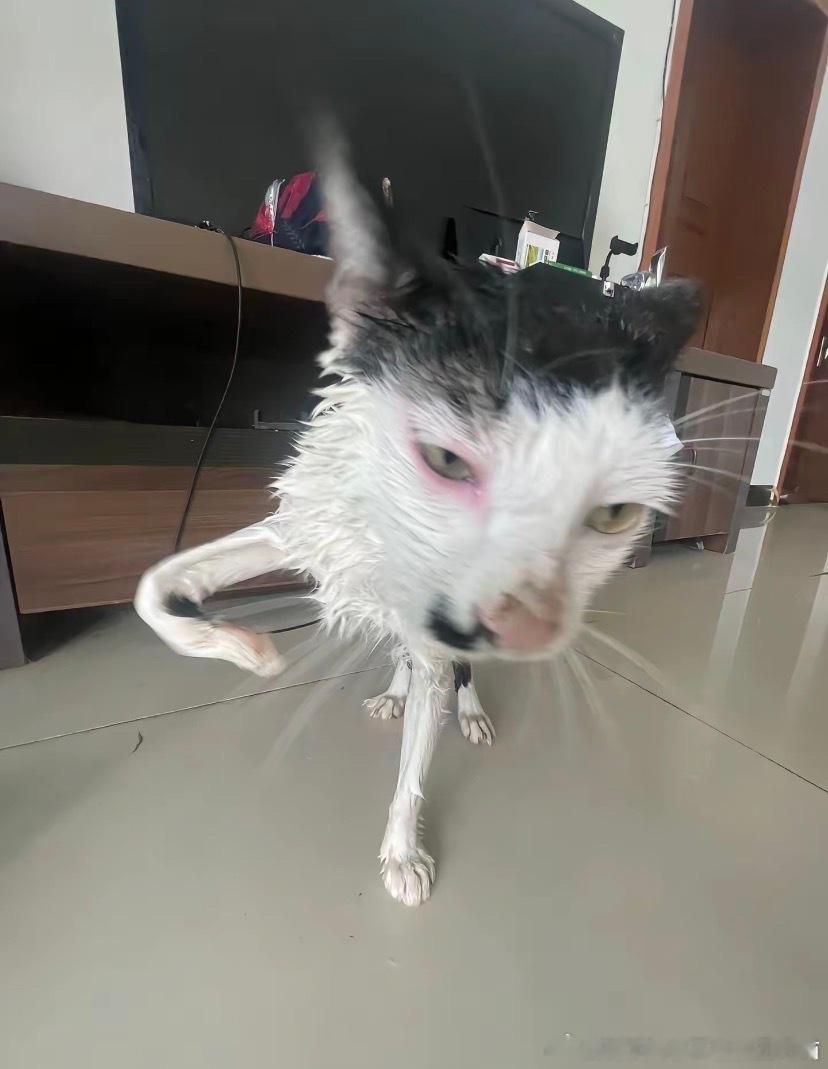 49758【丑猫】痞老板转世投胎来的