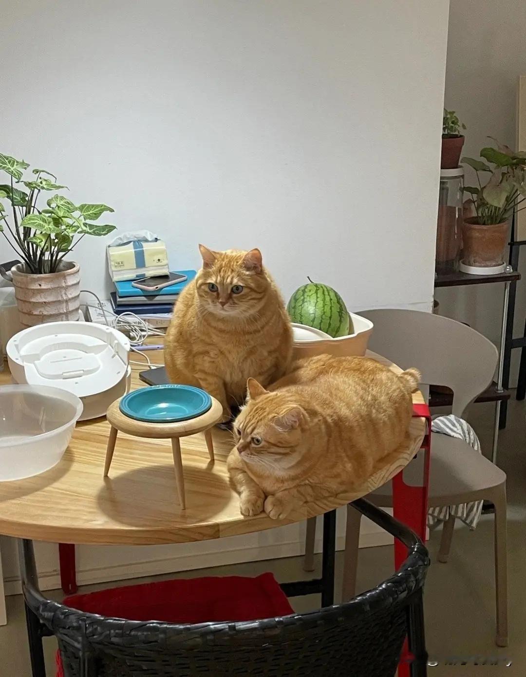 餐桌承受了太多！