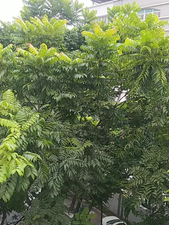 这就是广东汕头，没有秋冬，只有春夏。温润的海滨城市冬暖夏凉，全国唯一拥有的内海湾