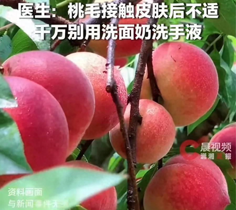 “悲剧还是发生了！”6月14日报道，浙江杭州，一女子摘桃子时，手沾了桃毛，随后用