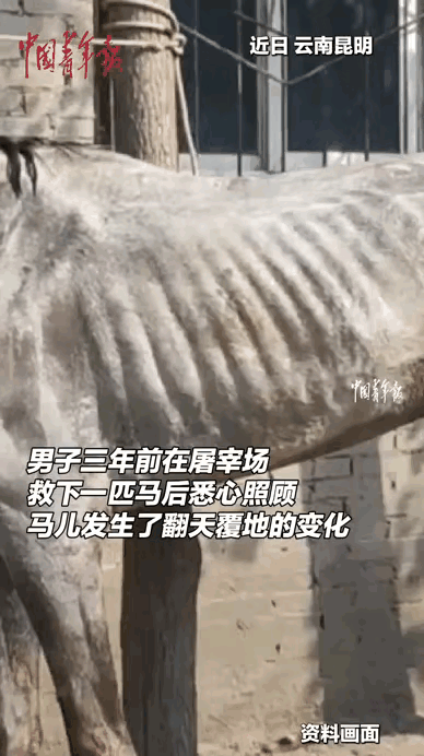 云南昆明丁先生在屠宰场救下一匹瘦骨嶙峋的病马，这马眼看就要被宰杀，状态差到站