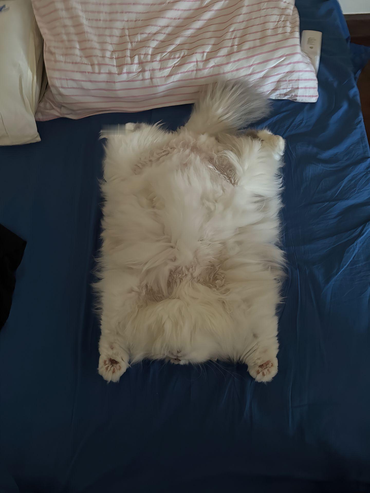 “聚酯纤维100%近不了我的身，因为我有猫毛”