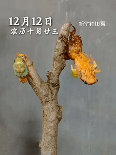 太幸运了！深夜，男子睡不着觉去院里拿东西，就在他弯腰拿东西时候，眼角的余光瞥见树