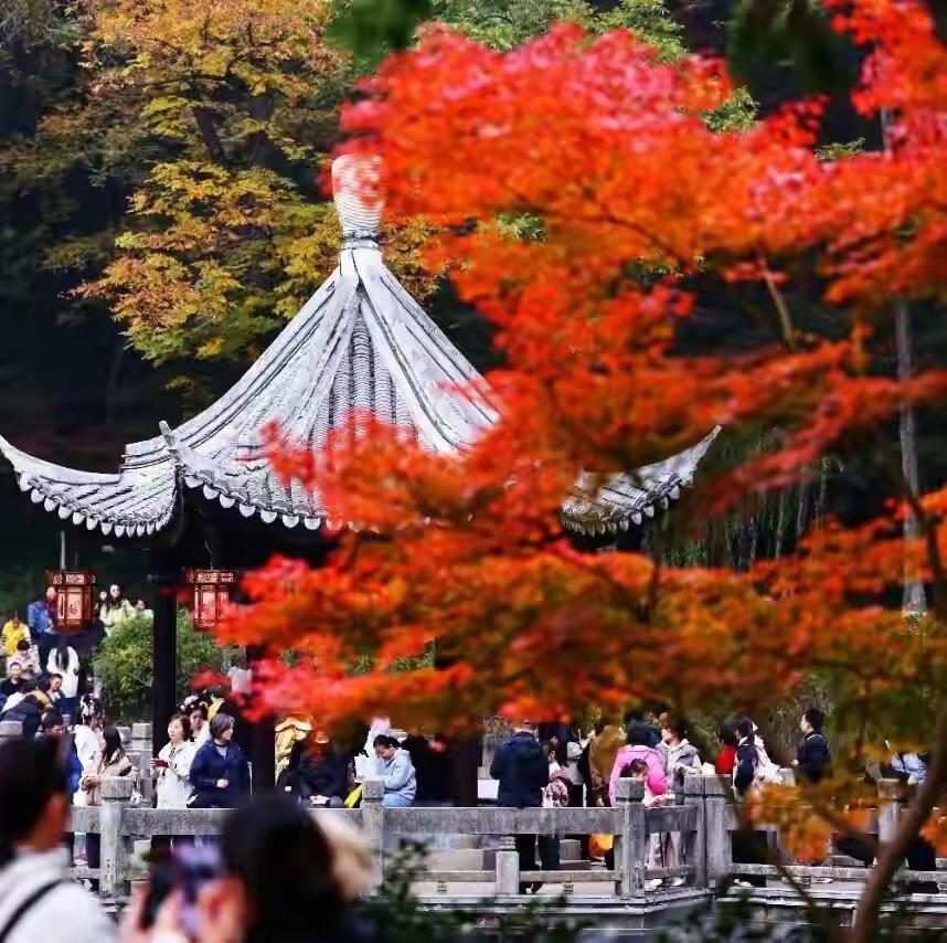 南京栖霞山已经层林尽染，又到最佳赏枫好时节。停车坐爱枫林晚，霜叶红于二月花。