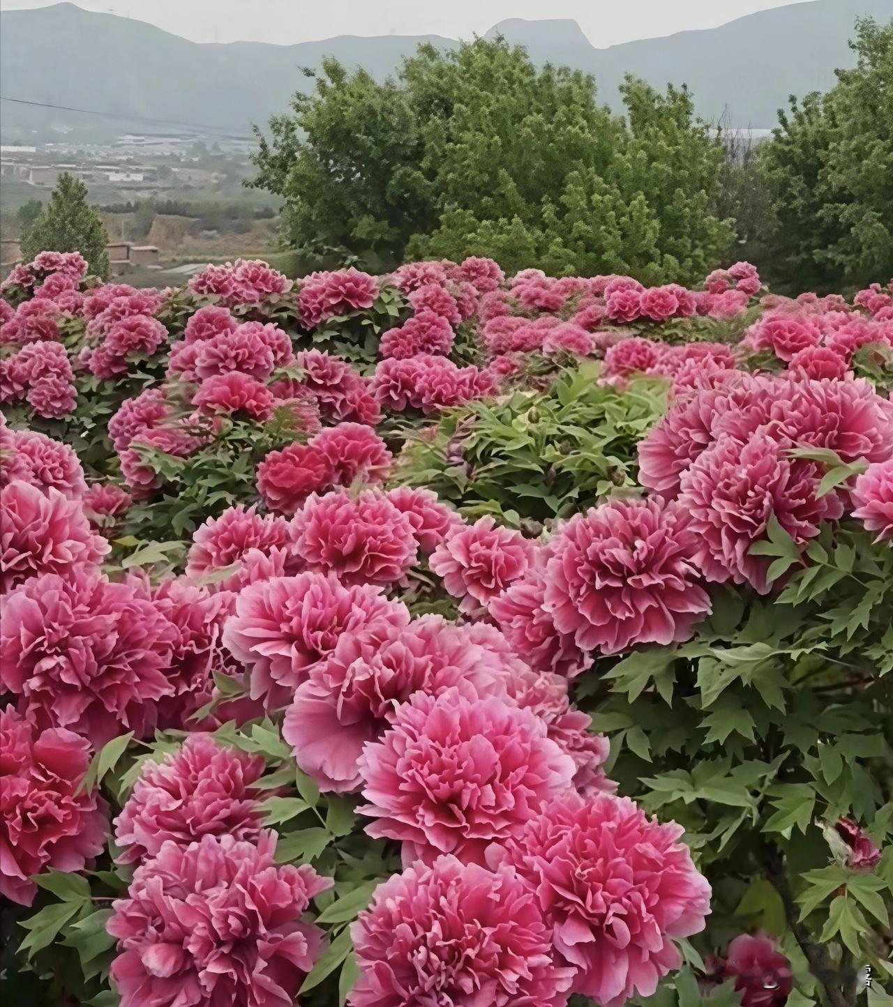 牡丹之美，美在神韵，是赏不尽的仪态万方。微风轻拂，花枝轻轻摇曳，每一朵牡丹都有着