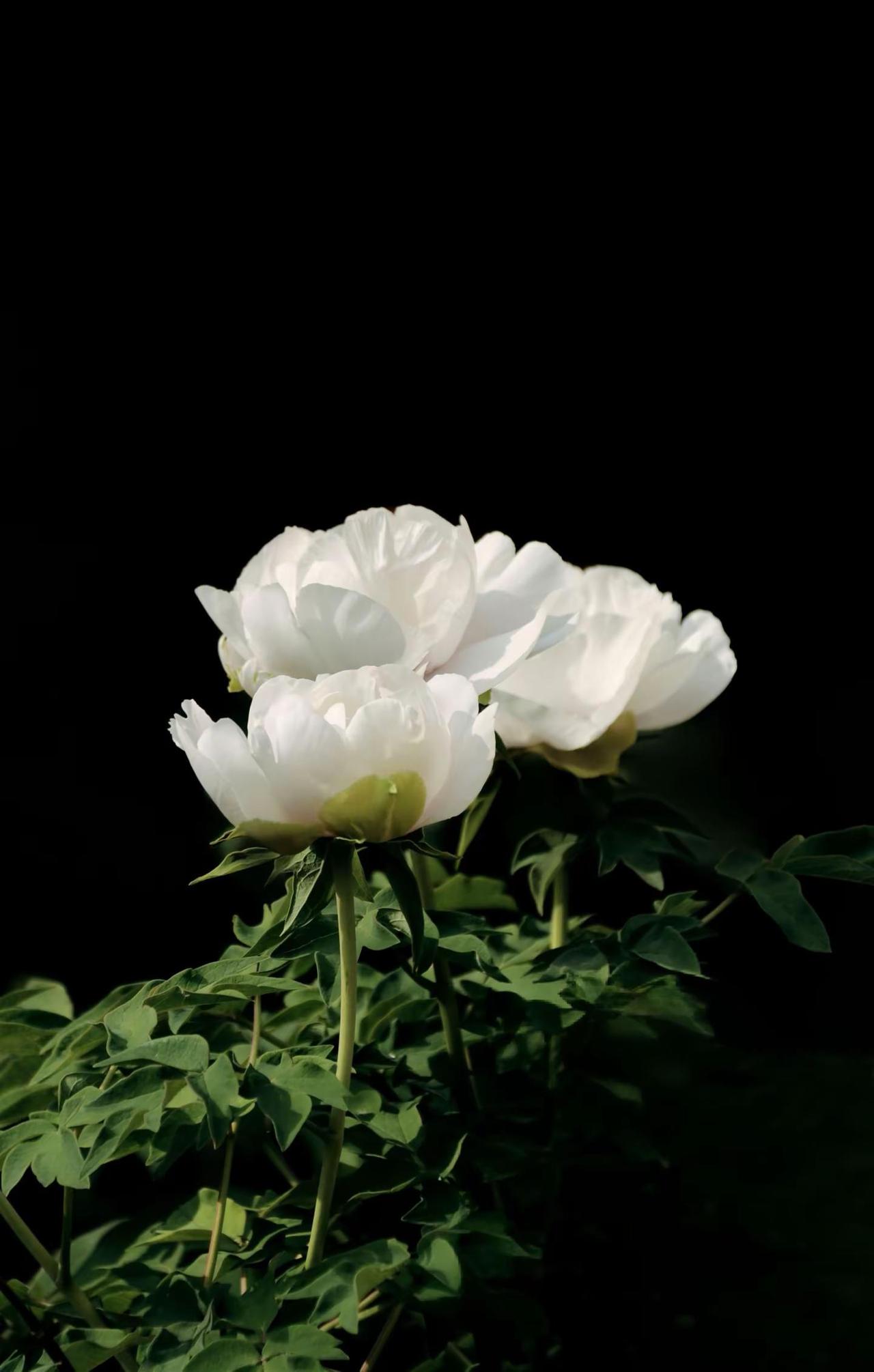 白牡丹。白色牡丹花原创摄影黑暗背景的花