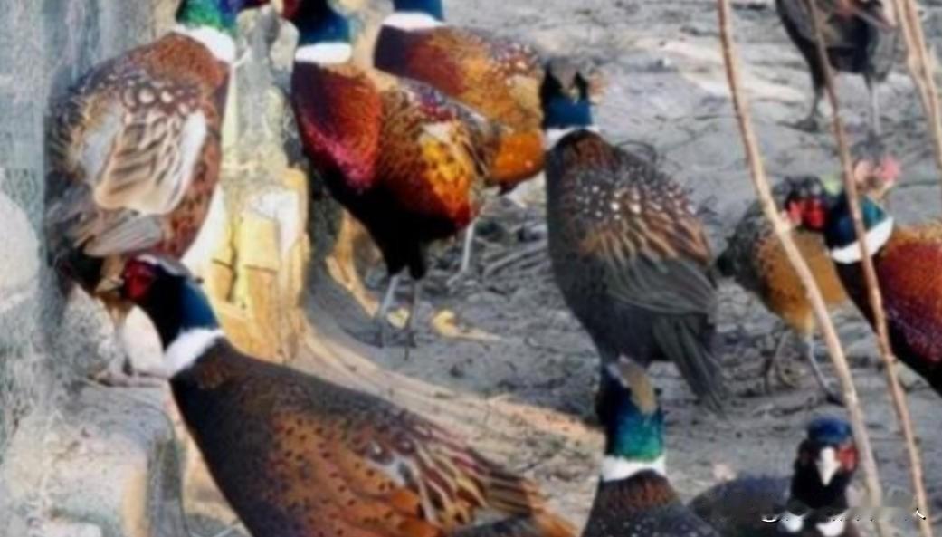 东北野鸡泛滥成灾，为何很少有人吃？当地农民直言：“别说吃了，我们甚至都不敢招惹它