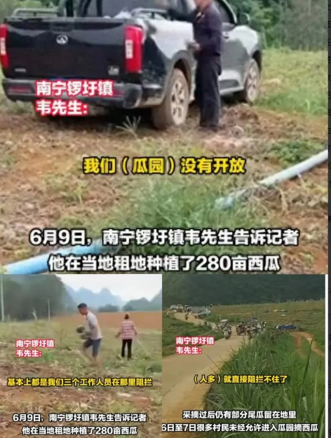 南宁锣圩镇的瓜农种西瓜被村民哄抢，损失两万多。6月7日，南宁锣圩镇的瓜农小