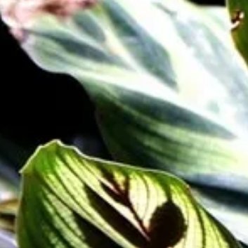 ‎种植🍂孔雀竹芋的养殖方法和注意事项。1.光照：孔雀竹芋喜欢光线充足的环境