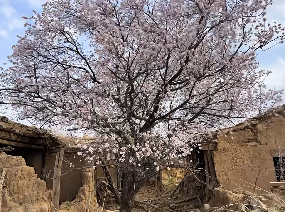 看见房子这新发的花我就想起我的爹娘了：庭树不知人去尽，春来还发旧时花。