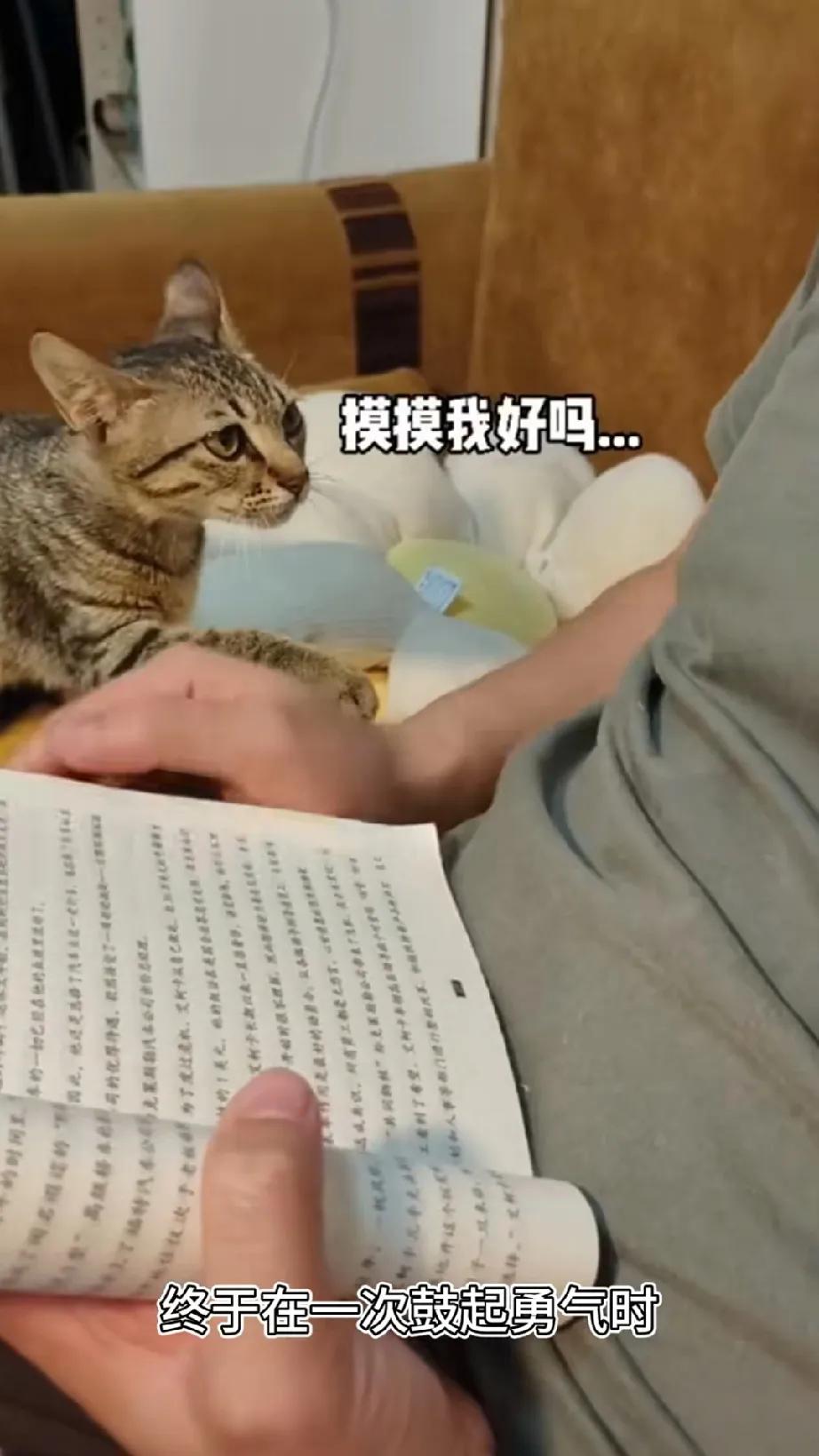 这是全网最令人心疼的流浪猫，它每一步试探性的踏出都小心翼翼，最终也赢得了主人的爱