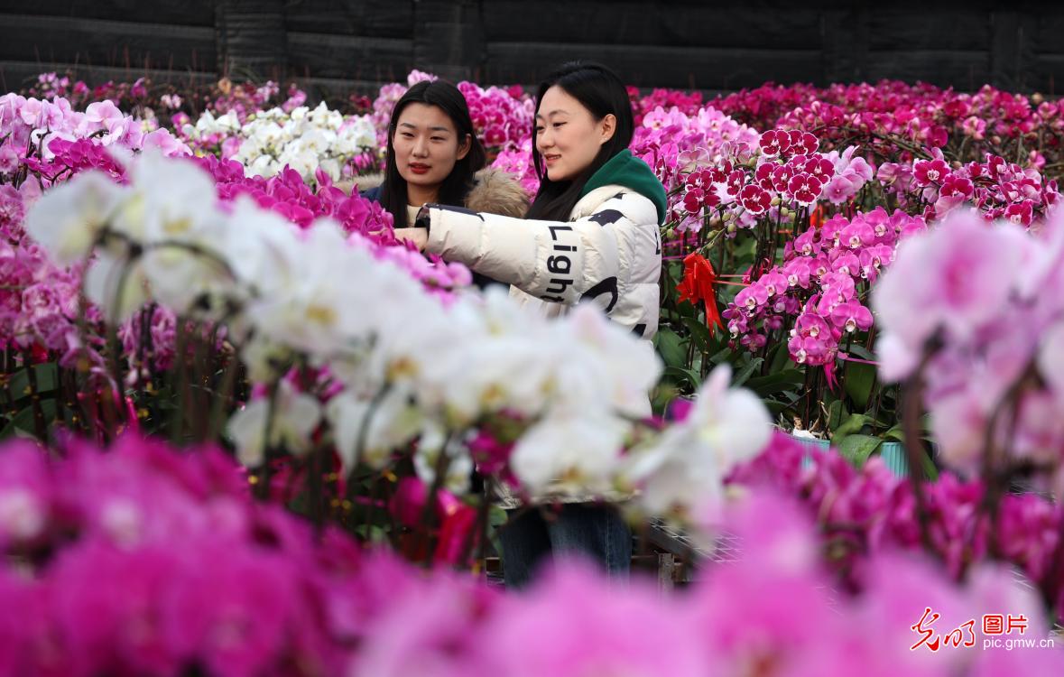 红火年宵花市启幕 全国花农全力保供迎新春