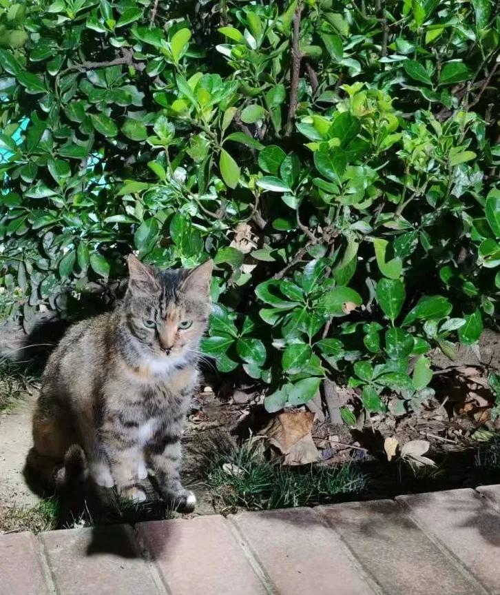 闺女，昨晚在院子里碰到了她原来几次喂过的猫猫，发现猫猫没有原来活泼了，买了火腿水