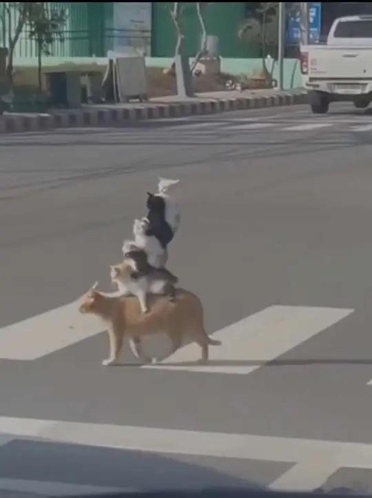 这个世界根本不可能有这样的猫​​​