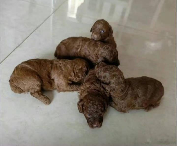 泰迪生崽每次都能带来惊喜​​​